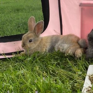 Meet your Posher, Jasmine